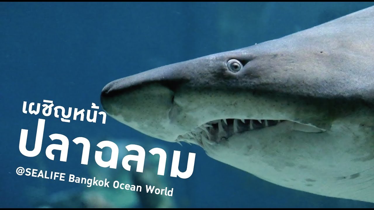 เดินดูปลา เผชิญหน้าปลาฉลาม @ SEALIFE Bangkok Ocean World | The Wanderlust