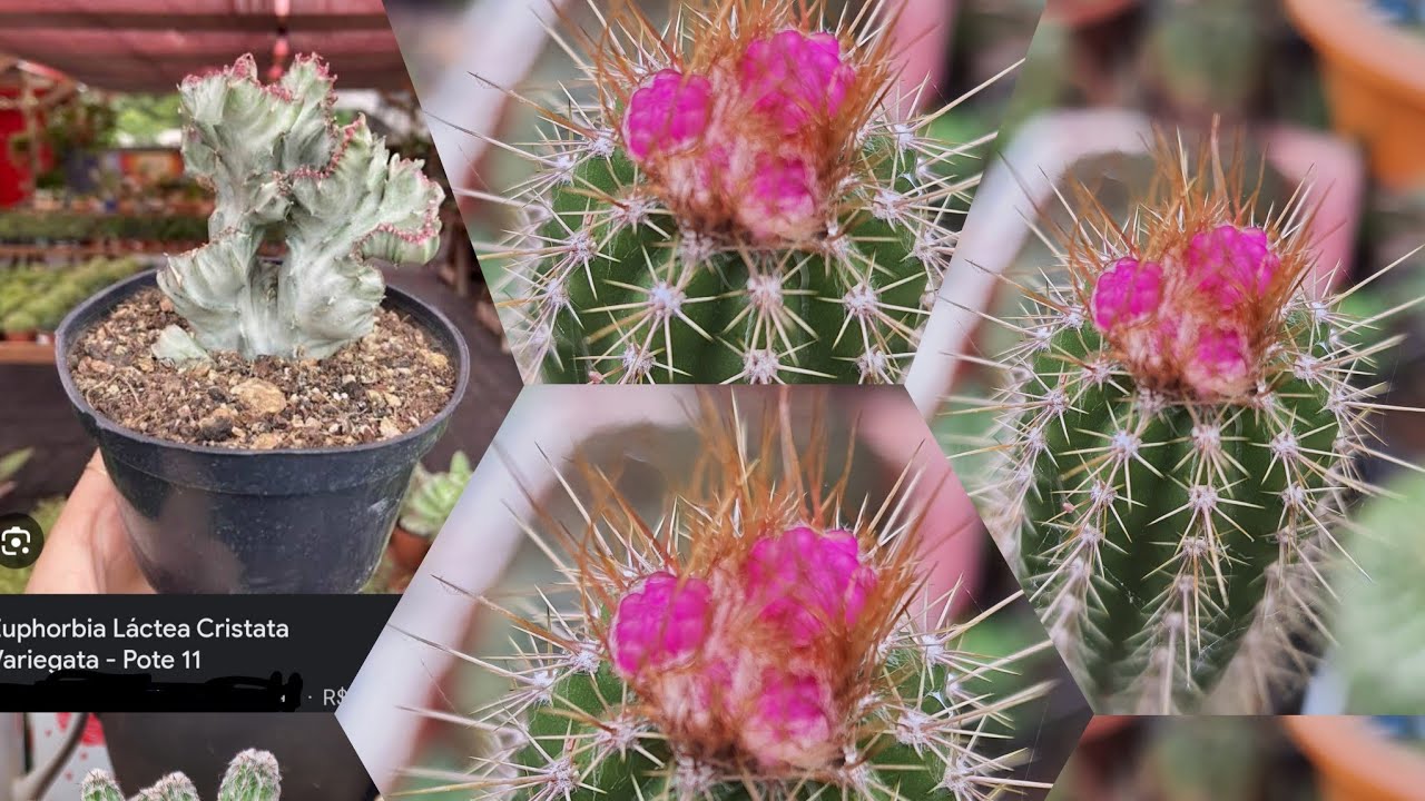 Minha Cole&ccedil;&atilde;o de Cactos Cristata:🫣😂Convite da Amiga YouTuber!