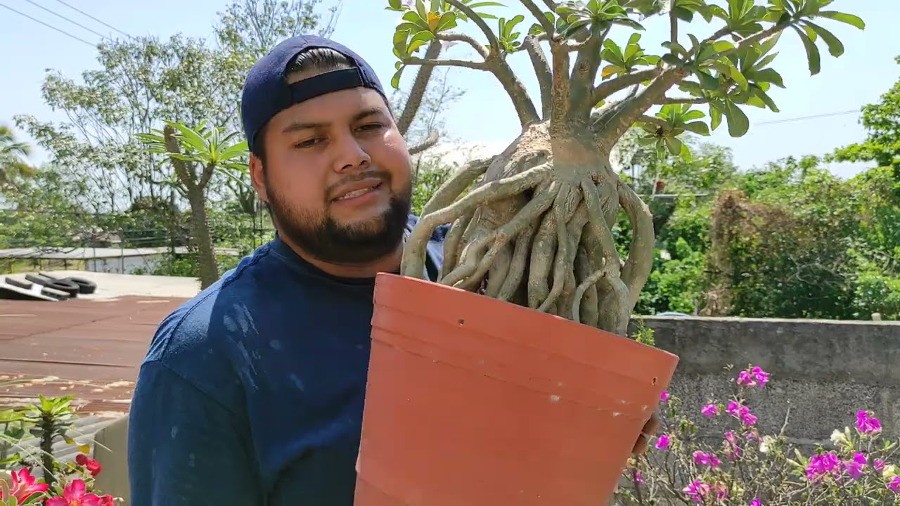 jardín adenium de antonio martines parte 2
