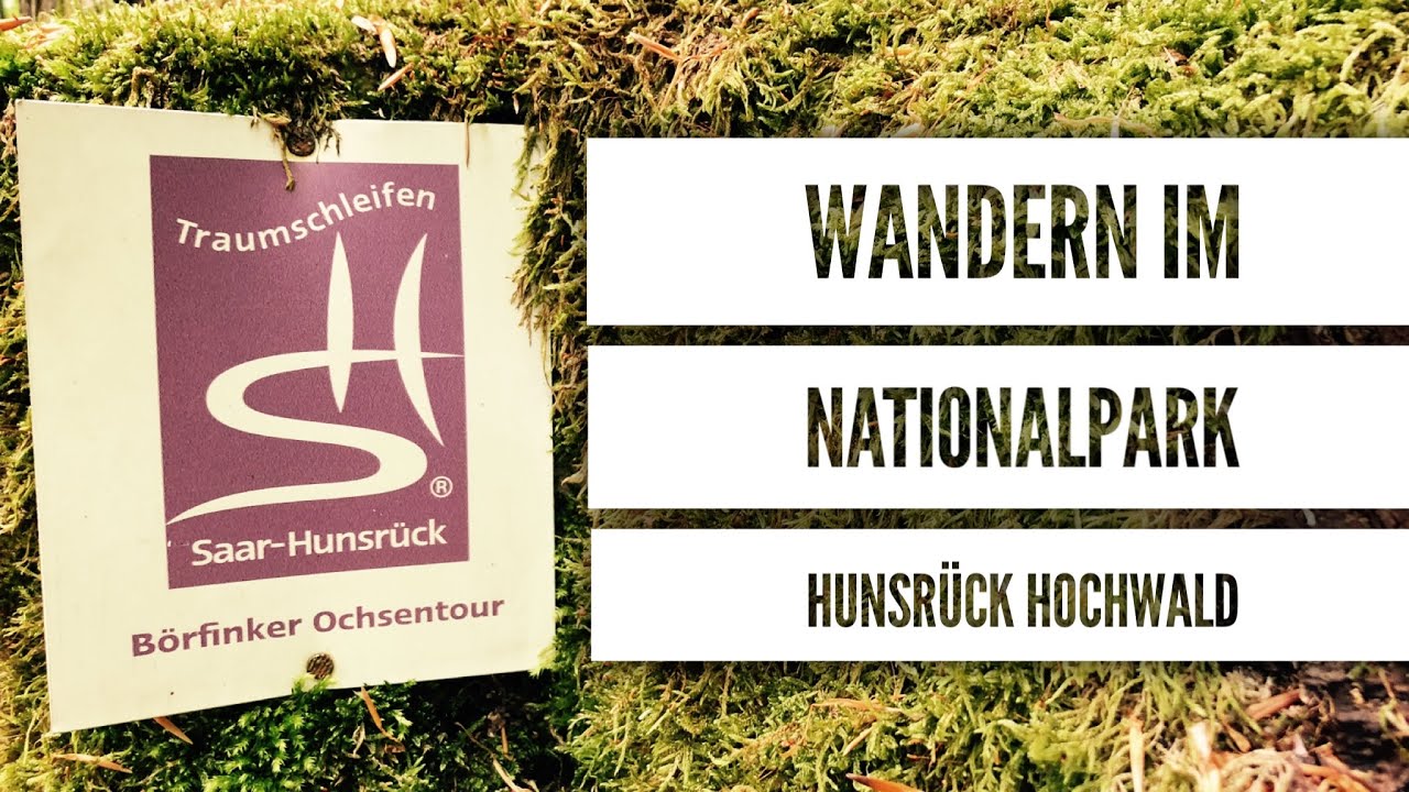Traumschleife Börfinker Ochsentour - Wandern im Nationalpark Hunsrück Hochwald
