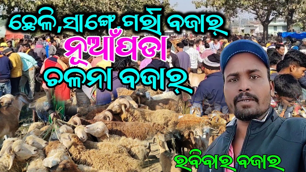 ଛେଳି ସାଙ୍ଗେ ଗର୍ରା ବଜାର୍  || ଚଳନା ବଜାର୍  || ନୂଆଁପଡ଼ା ଚଳନା ବଜାର୍  @Bazarvloger🐃🐐