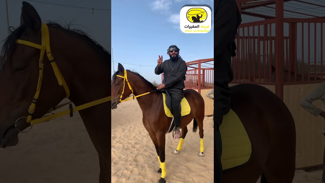 #مربط_المغيرات : سباق الخيول الانجليزية 