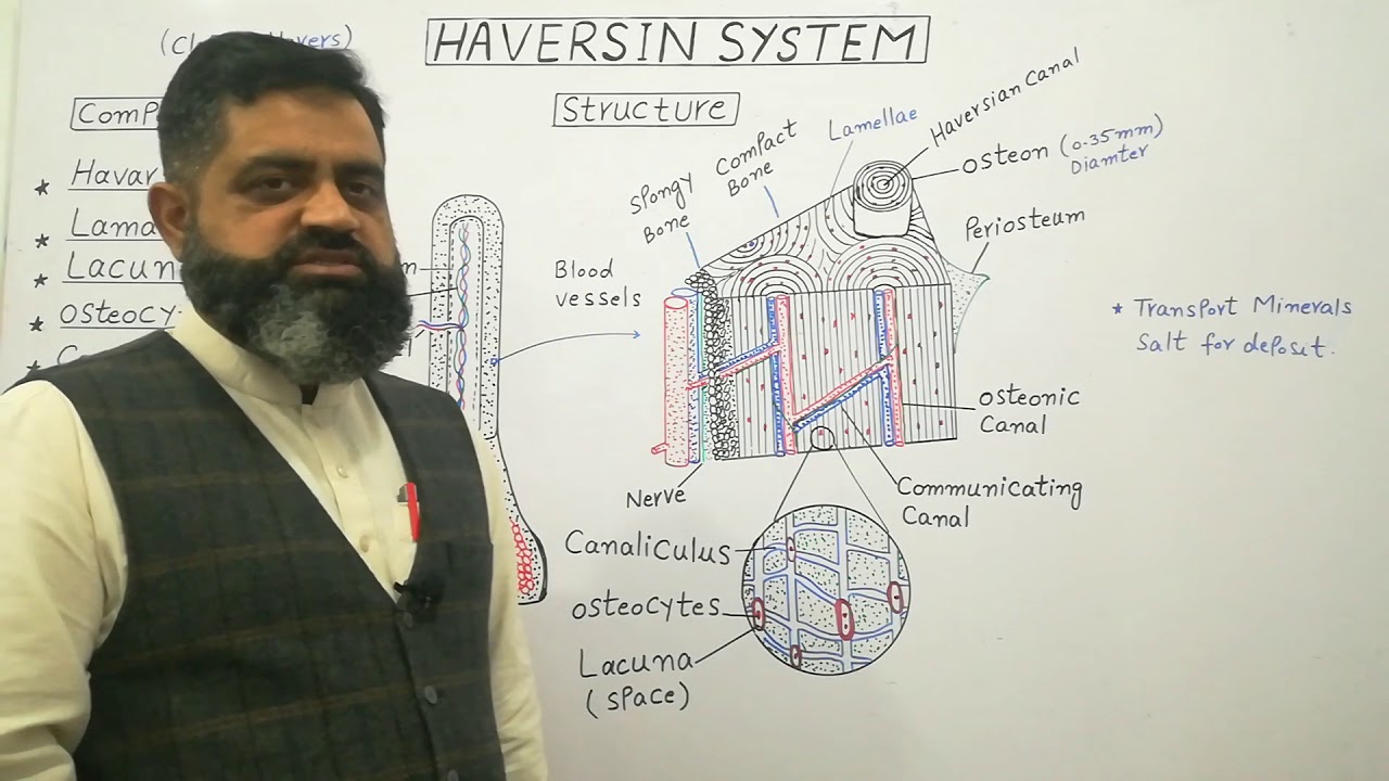 Haversian system English medium @prof.masoodfuzail| Components of Haversian System | Spongy Bone
