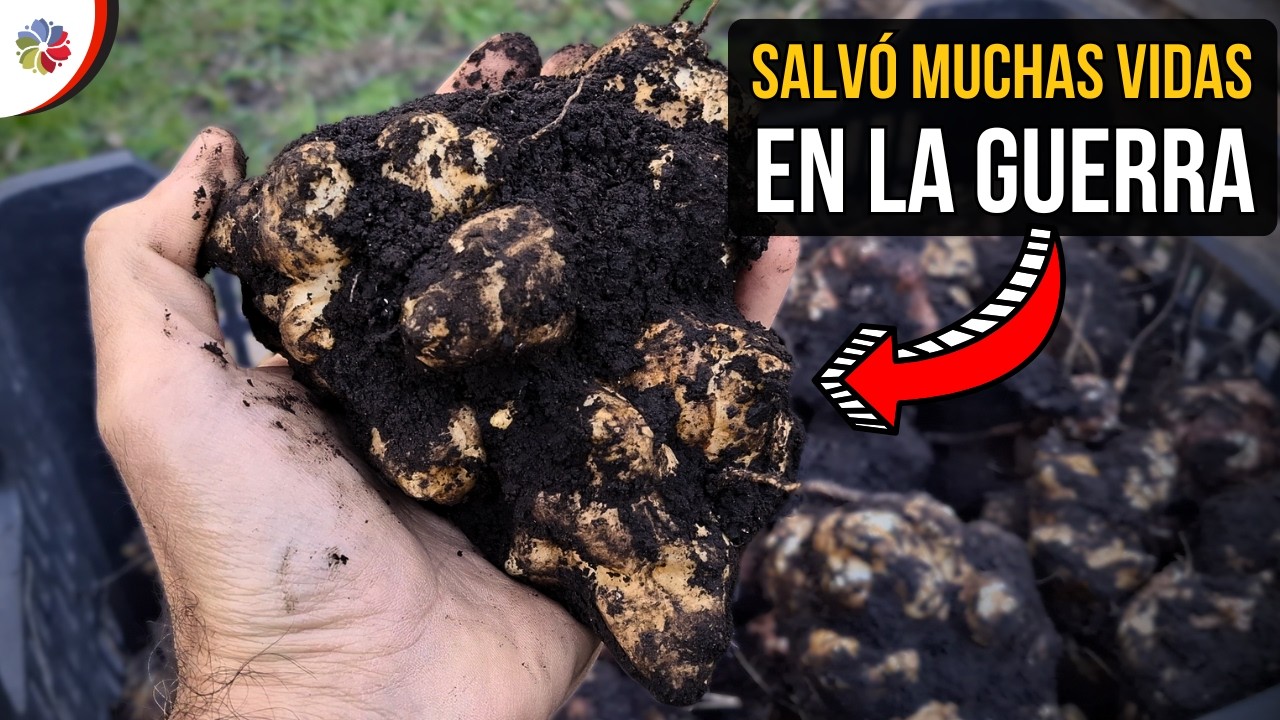 Si esta PLANTA CRECE en tu CASA, ¡NUNCA la ARRANQUES! 🥔 Salvó a mucha gente 🙏