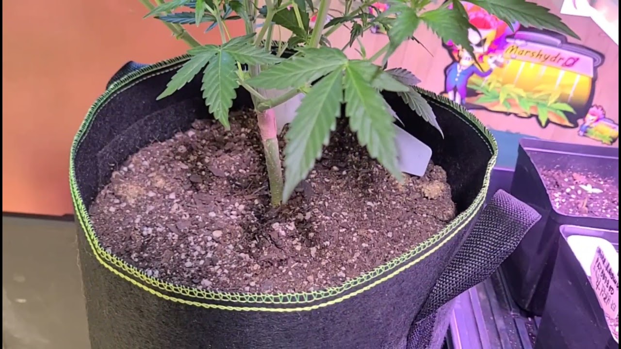 Why I grow small auto plants!