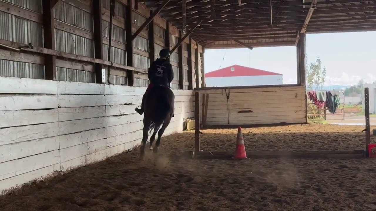 Explorer Giovanni- 8 y.o. TB gelding - February 10, 2026.- Flat Work 