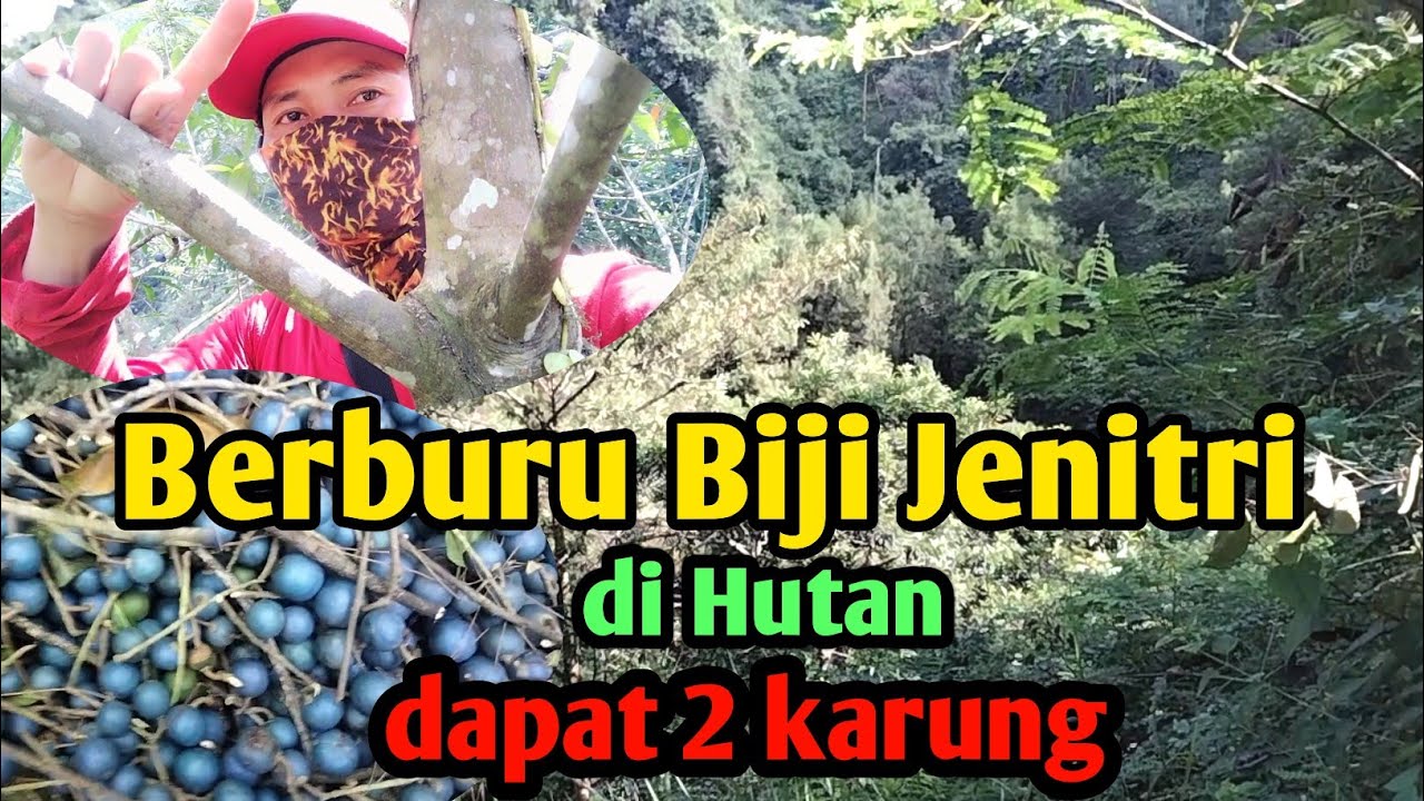 Mantap Berburu Biji Jenitri di Hutan dapat 2 karung