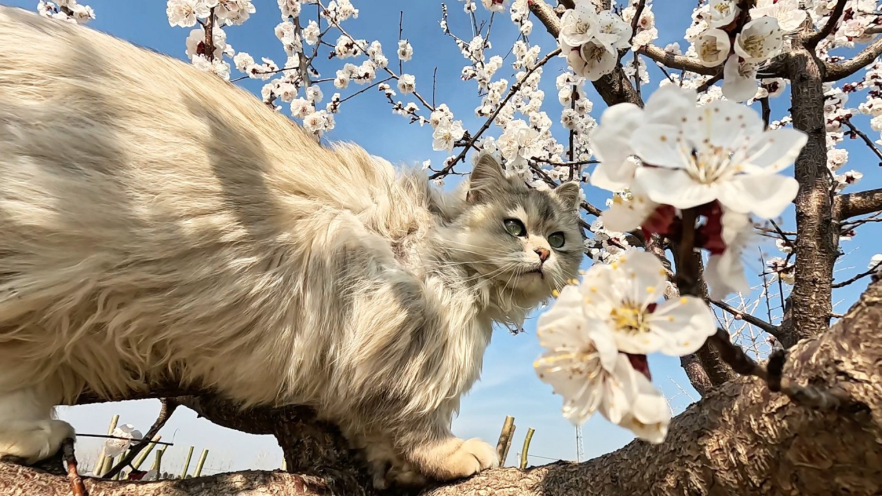 春暖花开猫狗相伴，又到干活的好时节，一个人一座院累并快乐着