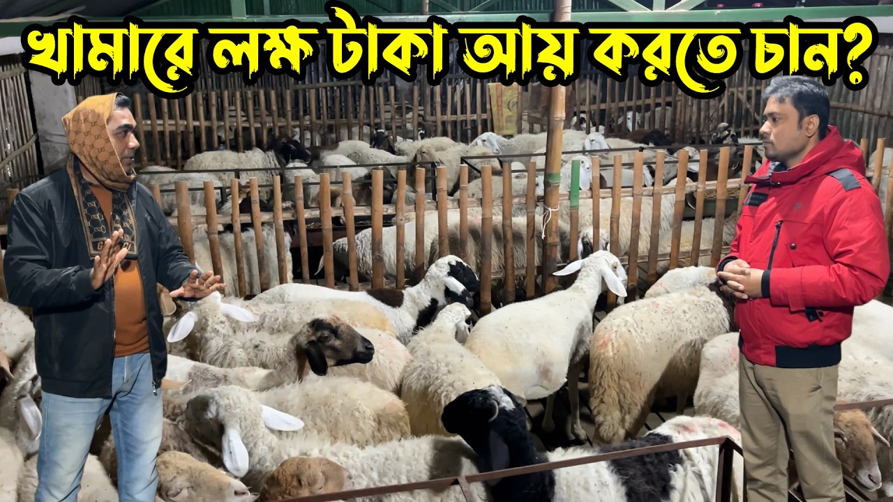 এই ঠান্ডার সময় খামারের ২০০ গাড়ল কিভাবে পরিচর্যা করছেন | Nil Bangla Krishi