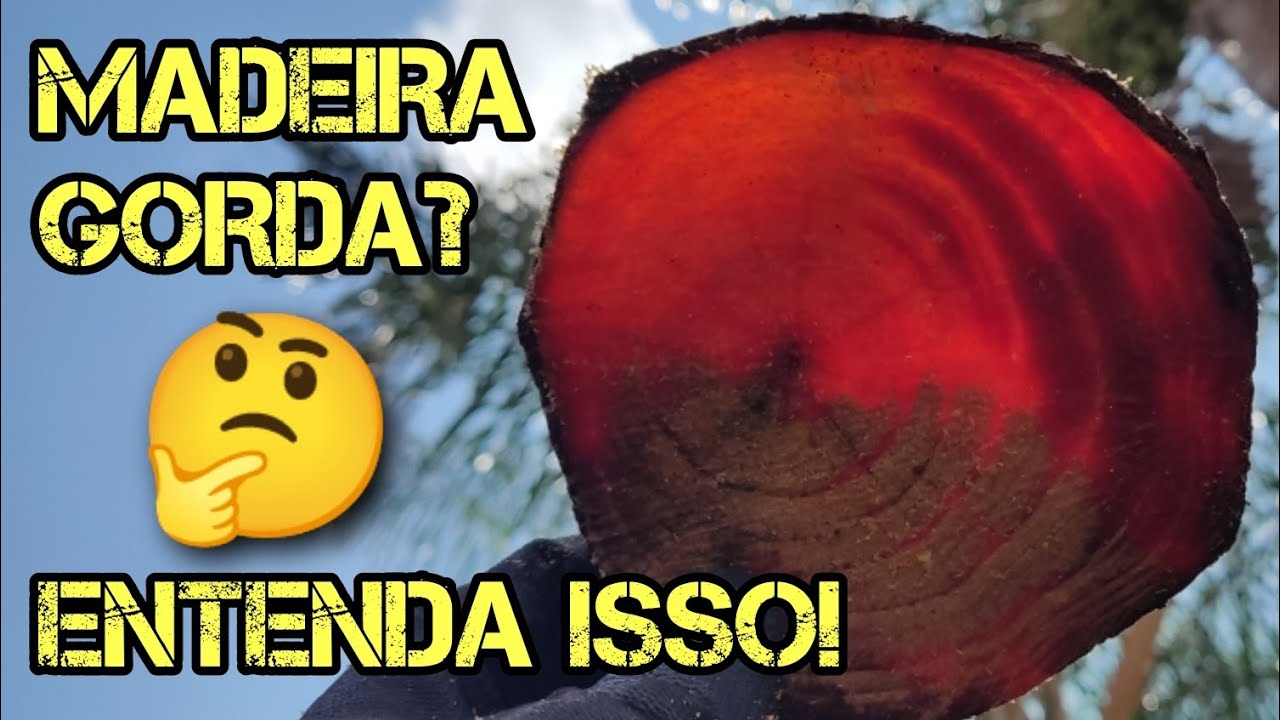 FAT WOOD - O QUE É E COMO COLETAR