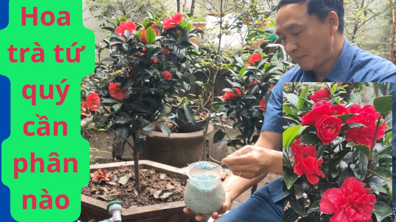 Cách Hòa Phân Và Tưới Cây Hoa Trà Tứ Các Loại Phân Cho Hoa Trà Tứ Quý Để Cây Trà Tư Quý Xanh Tốt
