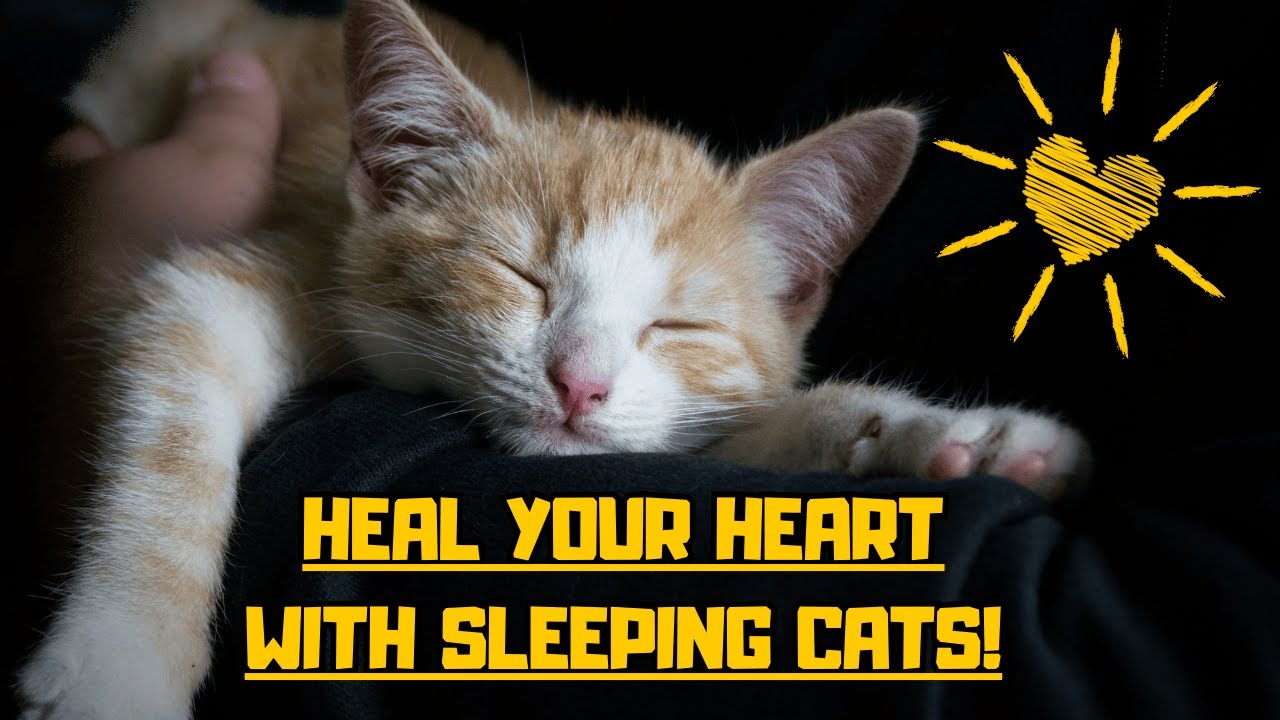 Heal Your Heart with Sleeping Cats 🐾 Relax, Unwind, and Watch Them Dream! #relaxing