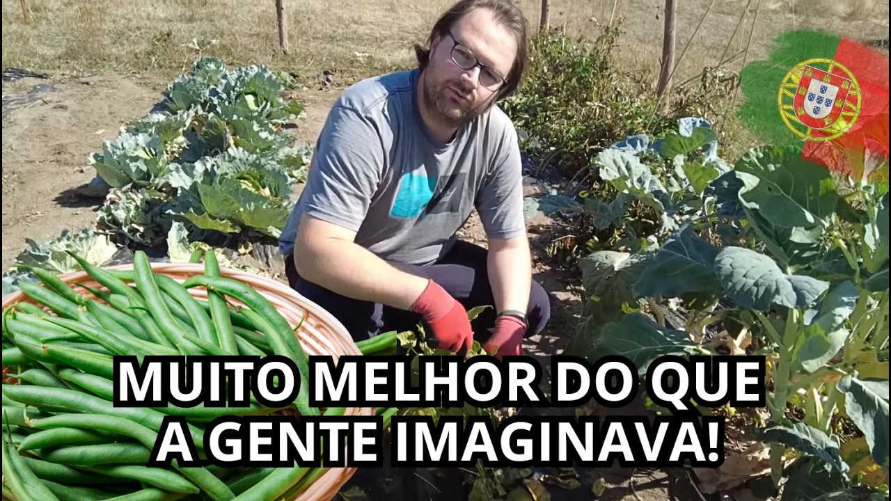 A HORTA SURTOU! FEIJÃO SUBINDO, TOMATE EXPLODINDO E REPOLHO GIGANTE!