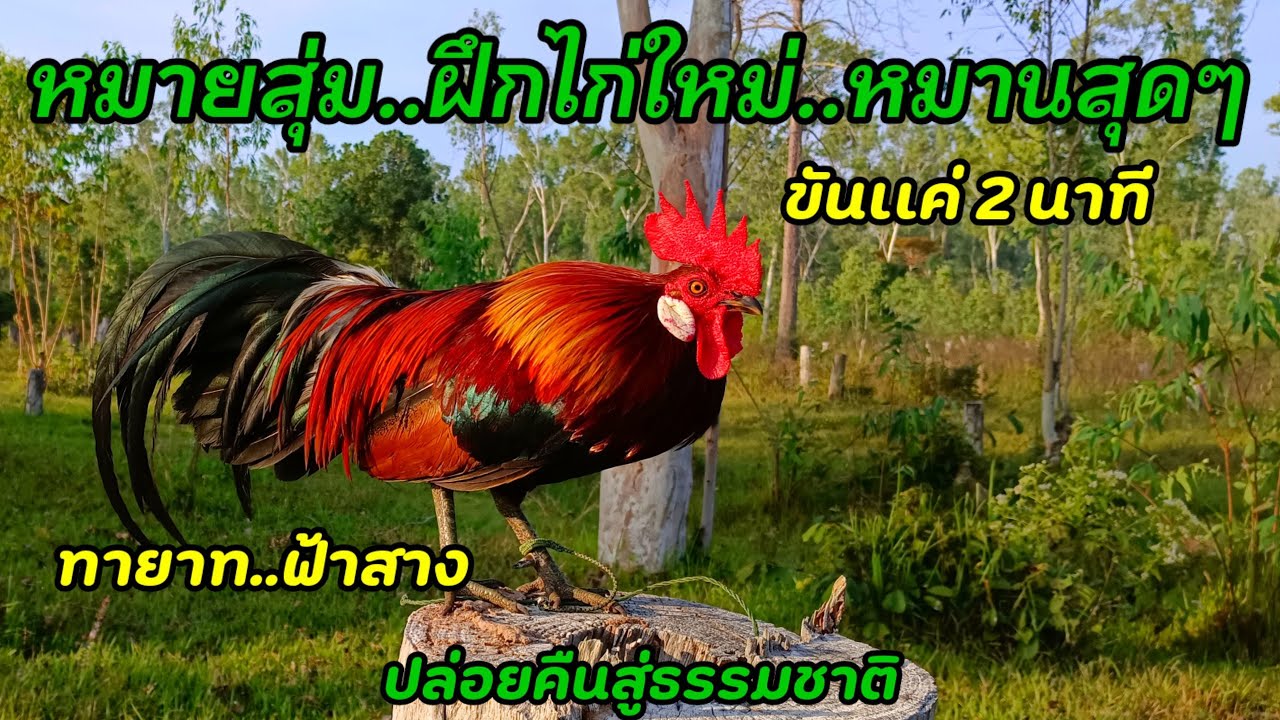 ต่อไก่ป่า ep52 ขันเเค่2นาทีเข้าเร็วมาก ฝึกไก่ใหม่ ปล่อยคืนสู่ธรรมชาติ#ธรรมชาติ #มาแรง#วิถีคนอีสาน