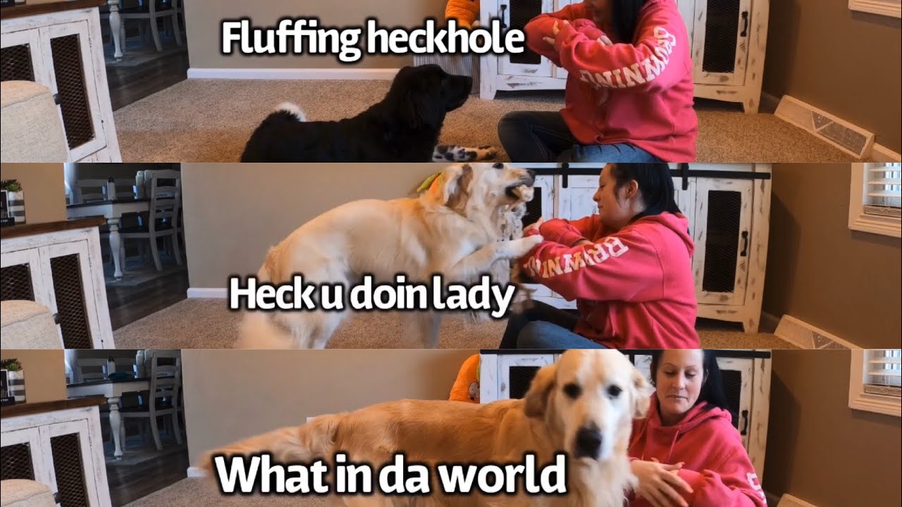 Dogs React to Me Hugging An Invisible Dog