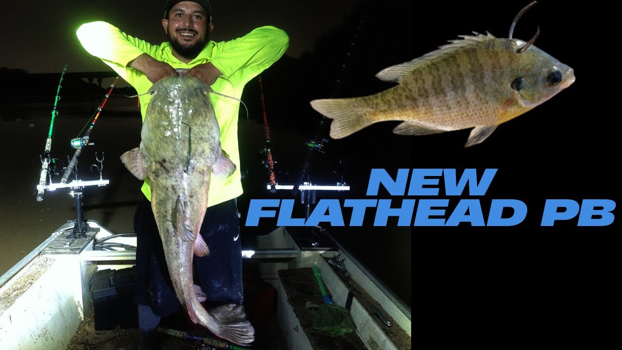 Huge Flathead Catfish Bites Live Bait Summer 2025 | New PB on the Kansas River  #fishing #catfishing