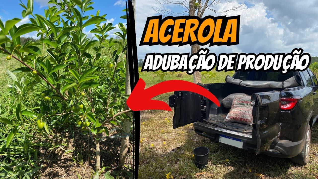 Como adubar a acerola? Altas produtividades
