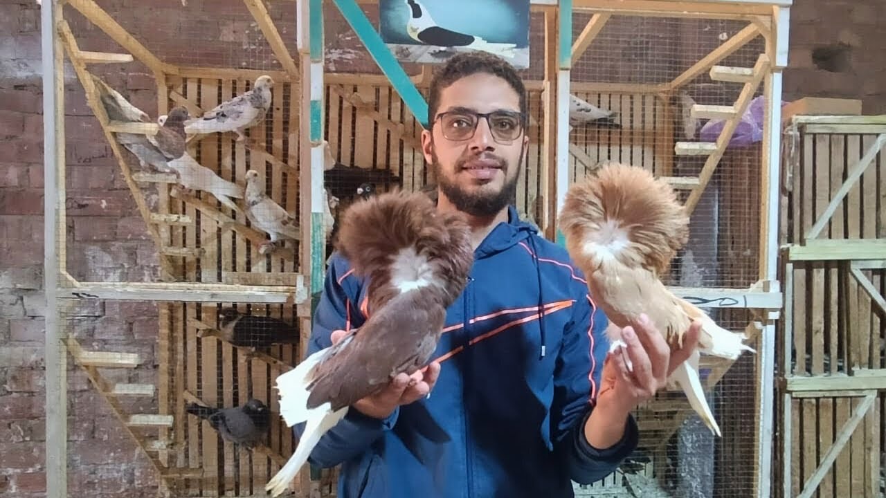 غيه حمام كامله للبيع كل انواع الحمام