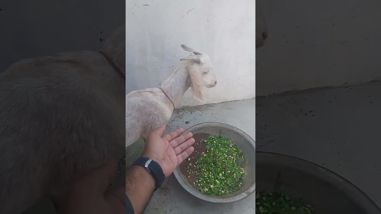 bakri video 