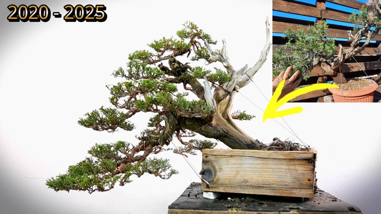 Tecniche bonsai nel tempo