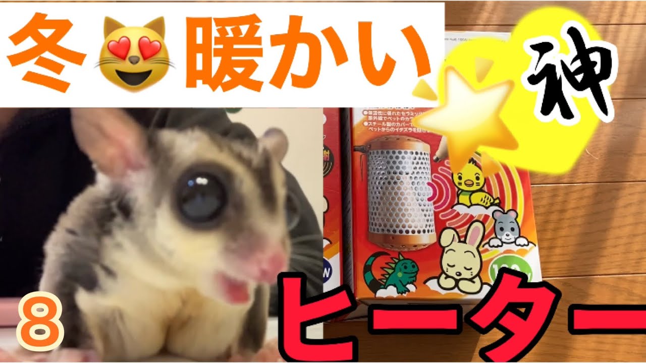 【フクロモモンガ】神❤️ヒーター‼️冬対策で南国気分😻