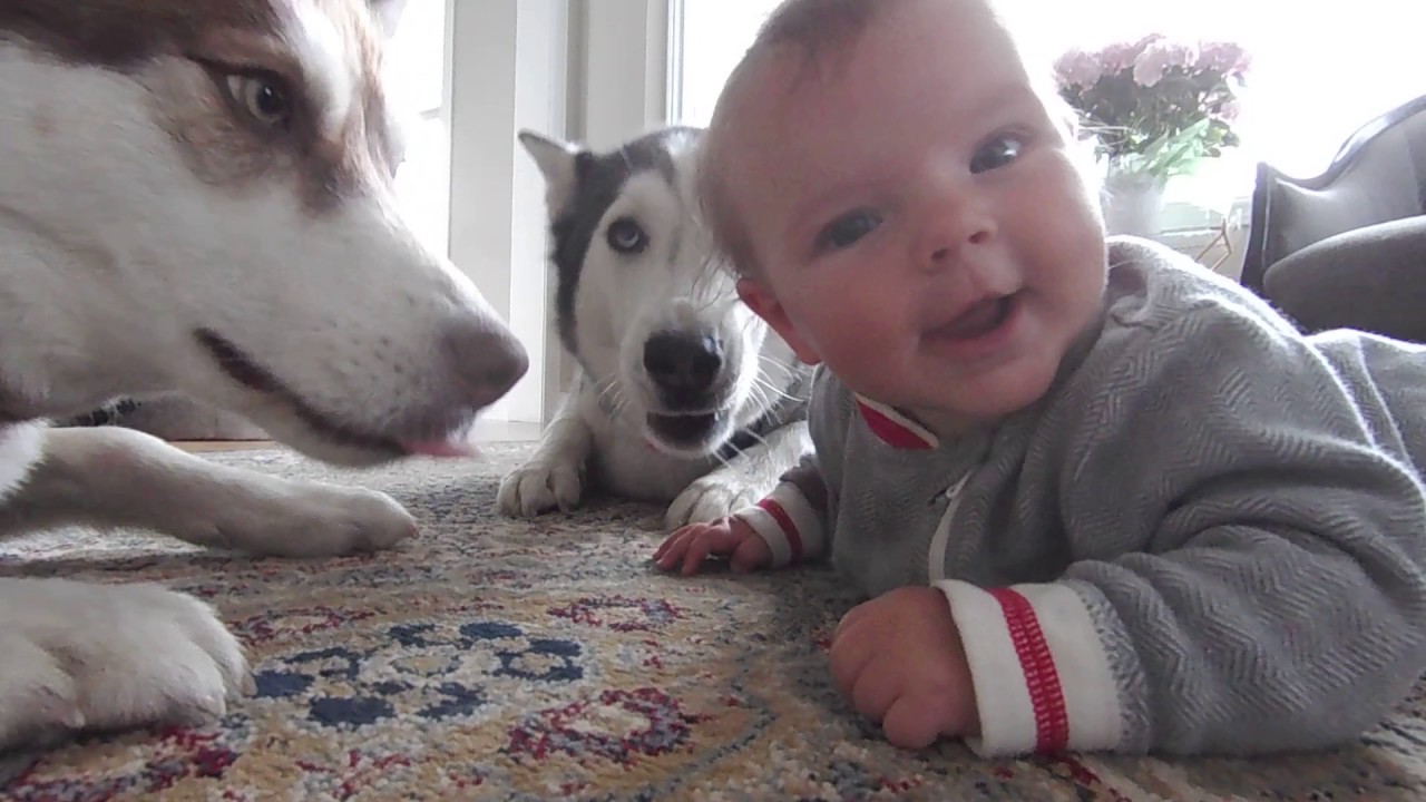 Husky Kisses Baby