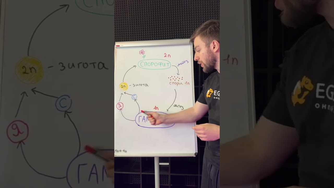 Сегодня разбираем жизненный цикл растений🔥Больше разборов ты можешь найти у нас в тгк: egehub_bio