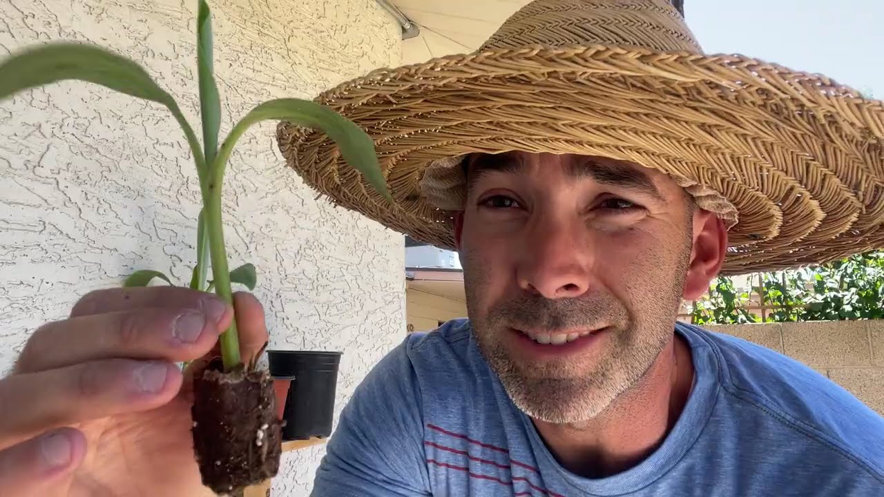 How To Grow Baby Banana Plants in Phoenix, AZ Zone 9b