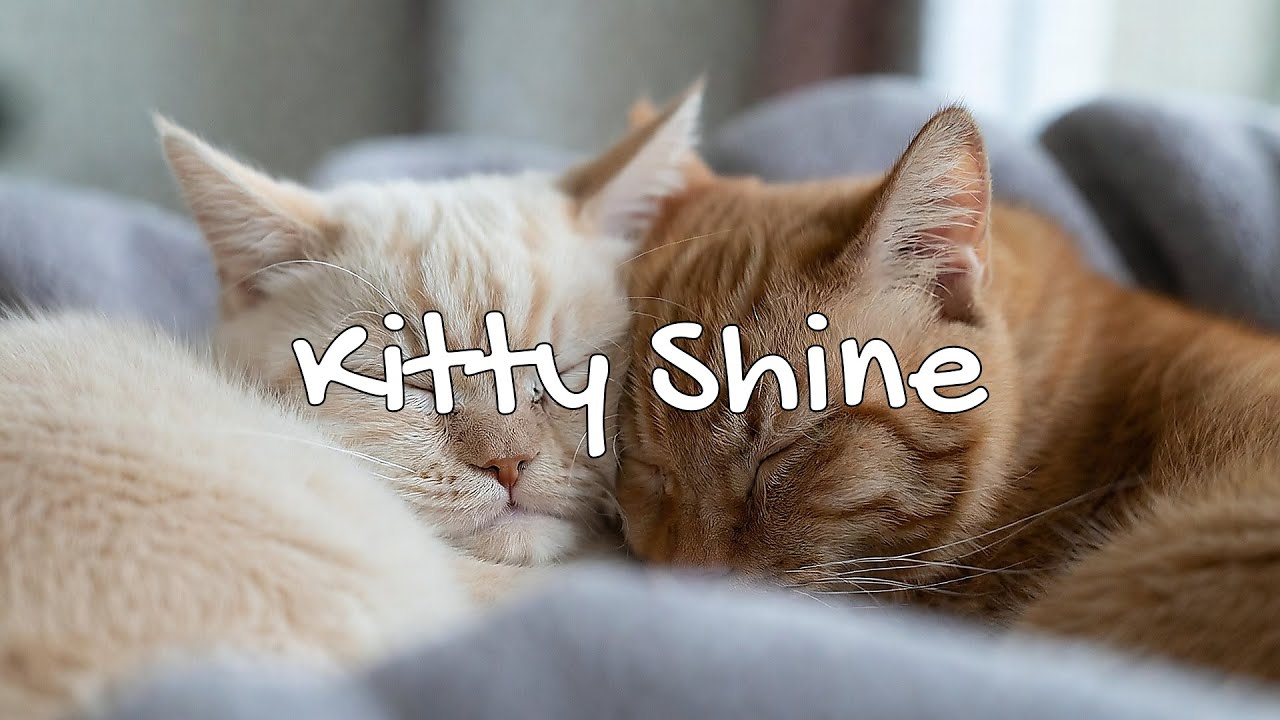 LIVE Fluffy Kitten Sleeping Peacefully for Relaxation 💤 | Season 2 | Playlist 🎧