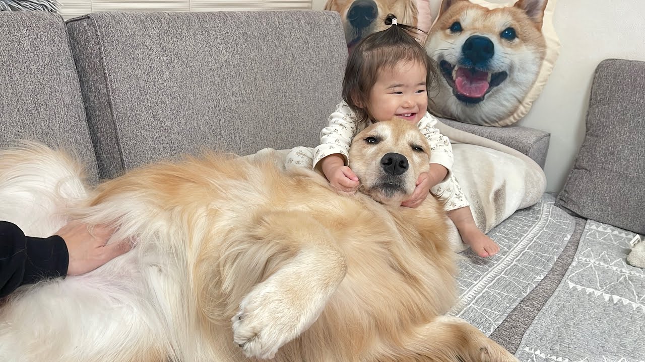 1歳児の激しすぎる愛情を受けても母親のような寛大な心で受け入れるゴールデンレトリバーが優しすぎました...