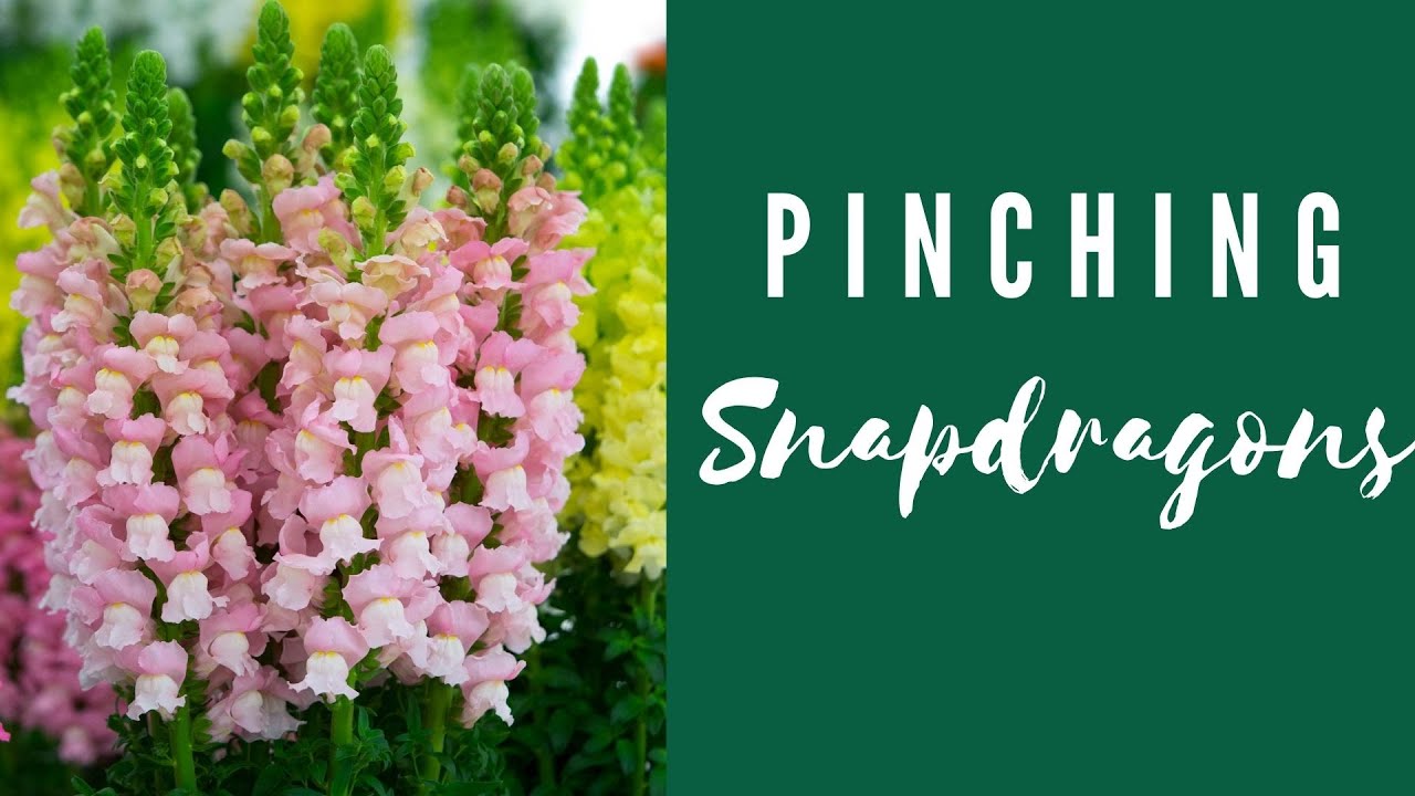 SnapDragons - Potting Up and Transplanting Outside! Gardening Cut Flower Garden