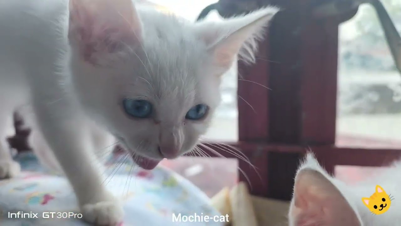 Mochie and bubbles #cat #cats #kitten #cutecat #catvideos #kitty #cutecat #catshorts #catlife 