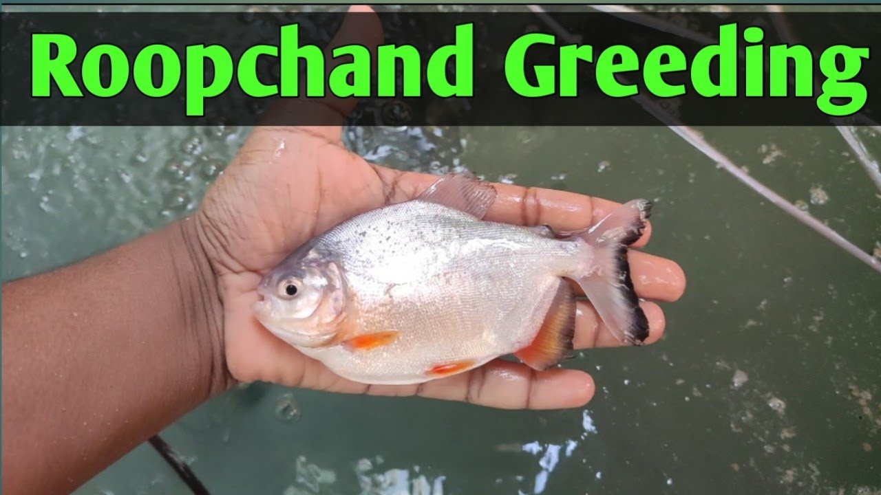 Roopchand Fish In Biofloc 🔥🔥 After 60 Days Greeding !! Biofloc Fish Farming India