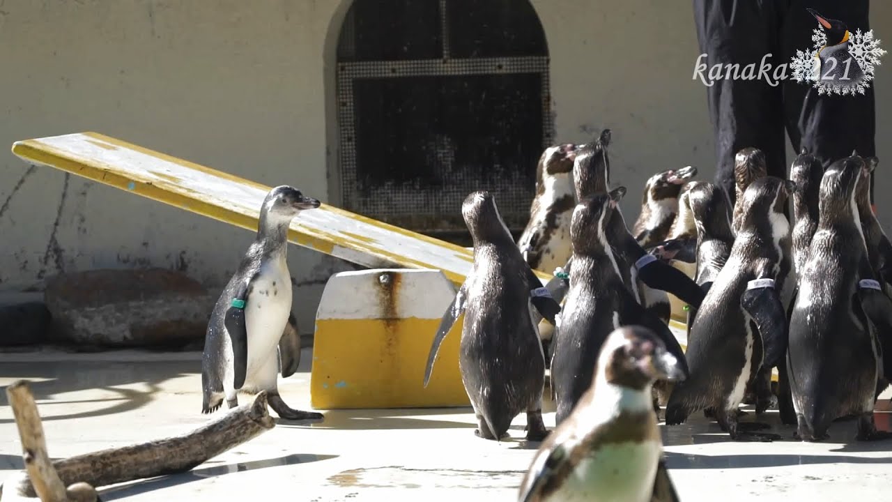 おたる水族館 仔ペンギン達が”ペンギンの時間”に初挑戦！？