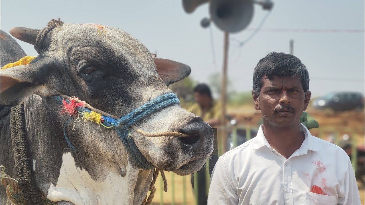 BTECH రవి అన్న గారి జన్మదిన సందర్భంగా దొండ్లవాగు గ్రామం సీనియర్ 5వ జత M. రామసుబ్బారెడ్డి 💥💥