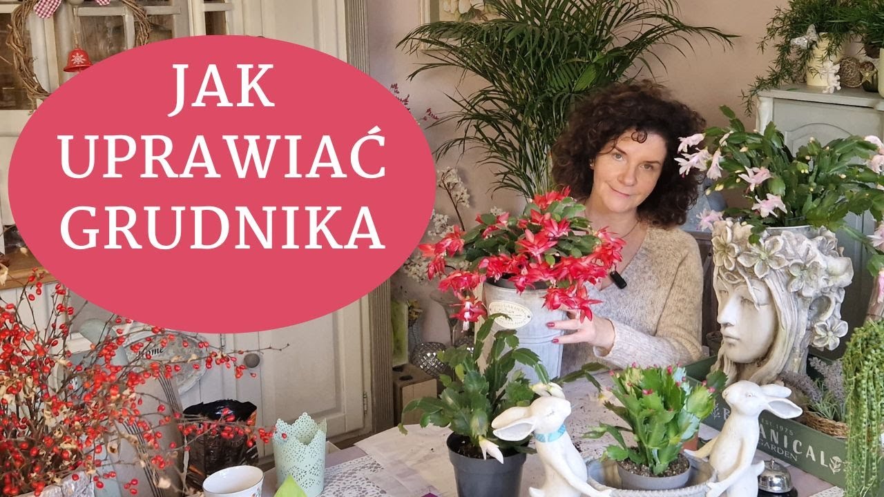 Jak dbać o GRUDNIKA żeby obficie kwitł dwa razy w roku - rozmnażanie i pielęgnacja Grudnika