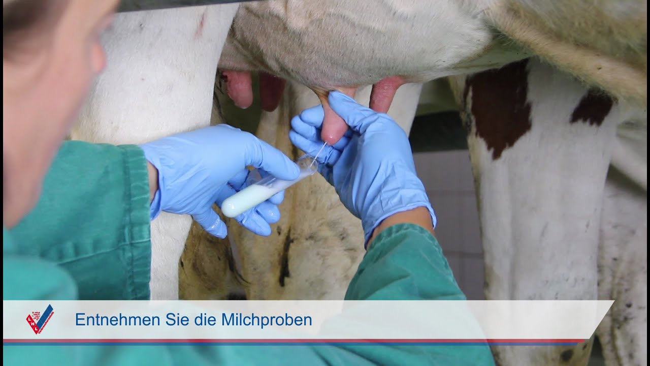 Eutergesundheitsdienst (EGD) - Milchprobenentnahme und Analyse