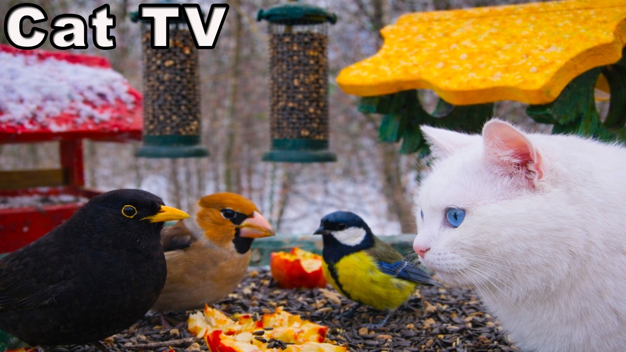 Live CAT TV 🐦 Birds for Cats to Watch | Real Bird Feeder Cam