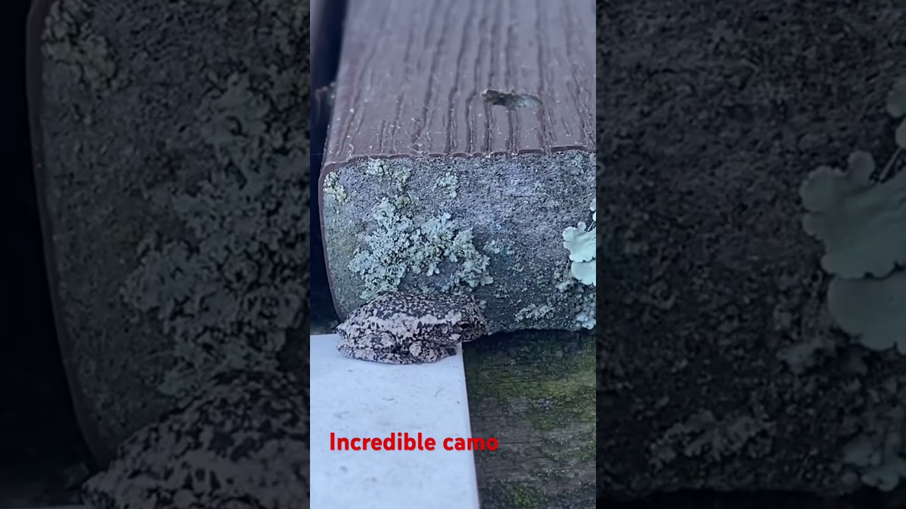 Невероятный камуфляж на лягушке #древеснаялягушка #камуфляж @dayhikingandherpingdudes