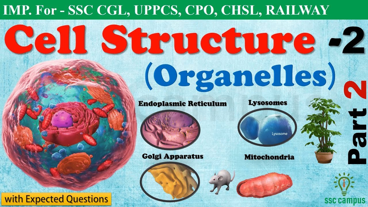 Cell Structure(Part 2) || Endoplasmic Reticulum || Lysosomes || Mitochondria (NCERT Class 8,9,11)