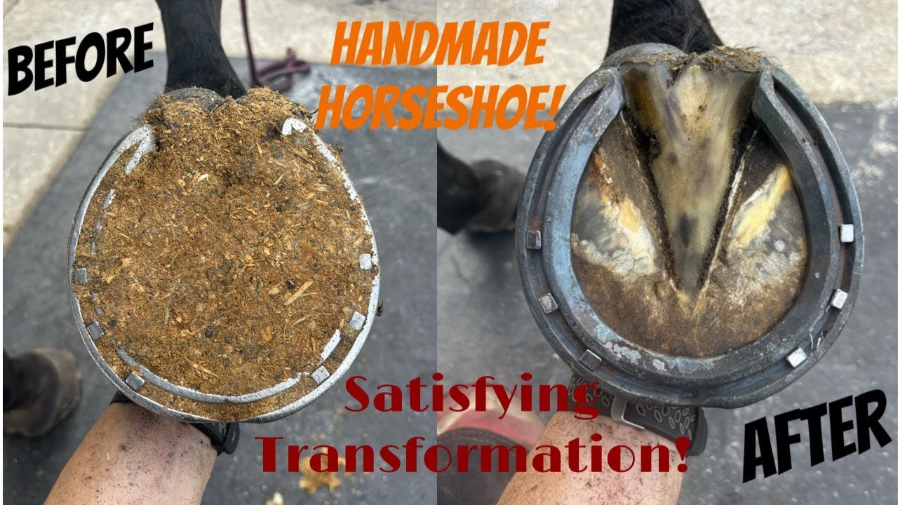 Shoeing a Jumping Horse with Handmade Concave Horseshoes!