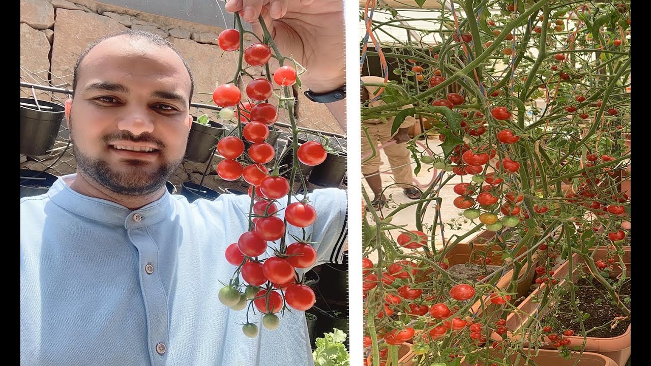 زراعة الطماطم الشيري في المنزل || البذور من الطماطم شيري الموجودة في السوبر ماركت