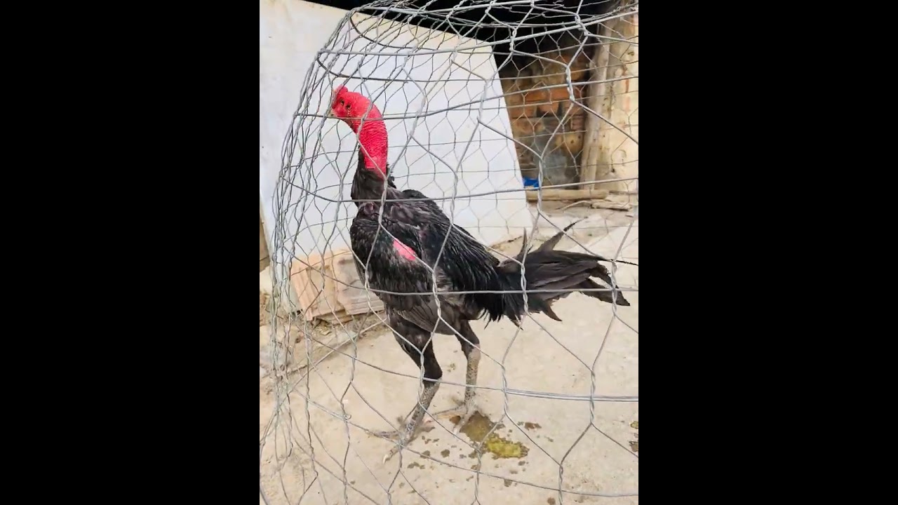 20/1 lên cho Ae xem và tham khảo Zalo 0333796////907