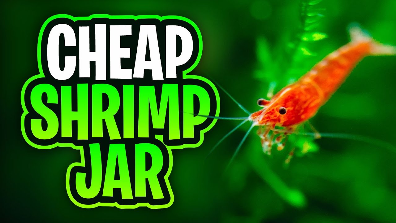 How To Create A Filterless Walstad Shrimp Jar! (Walstad Method Shrimp Jar)