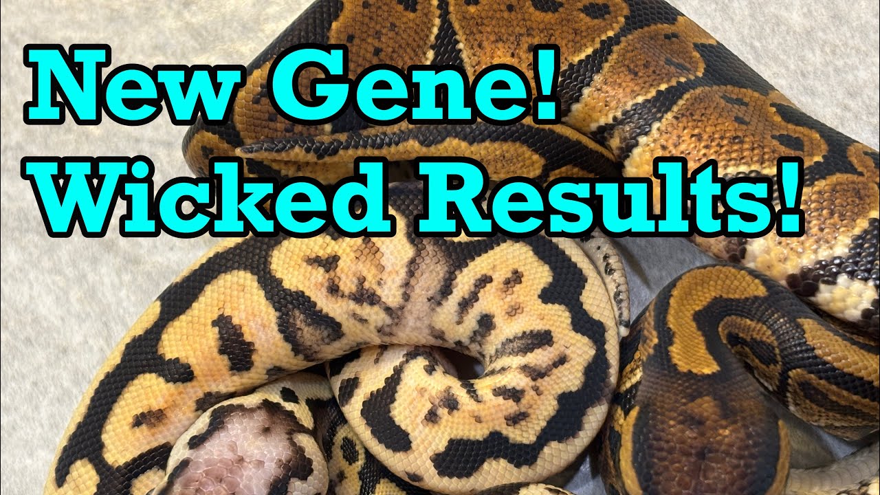 Новый Gene превзошёл все ожидания! Последнее важное обновление 2025 года.