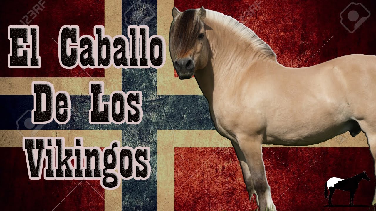 El Caballo Fiordo (Fjord)🐴-Del Cerro Soy