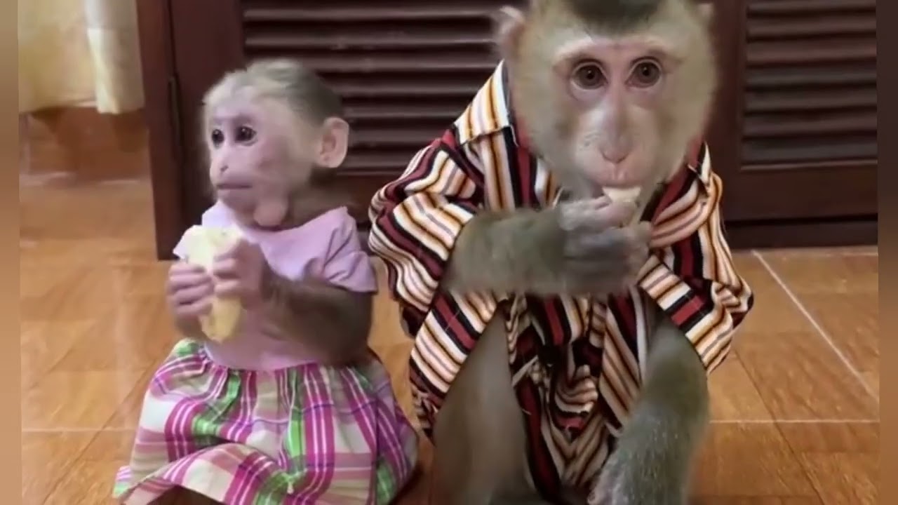 Funny Monkey Videos Ep141#lovely #cute #adorable #newborn #animals  #obedient #monkey#cat #duet