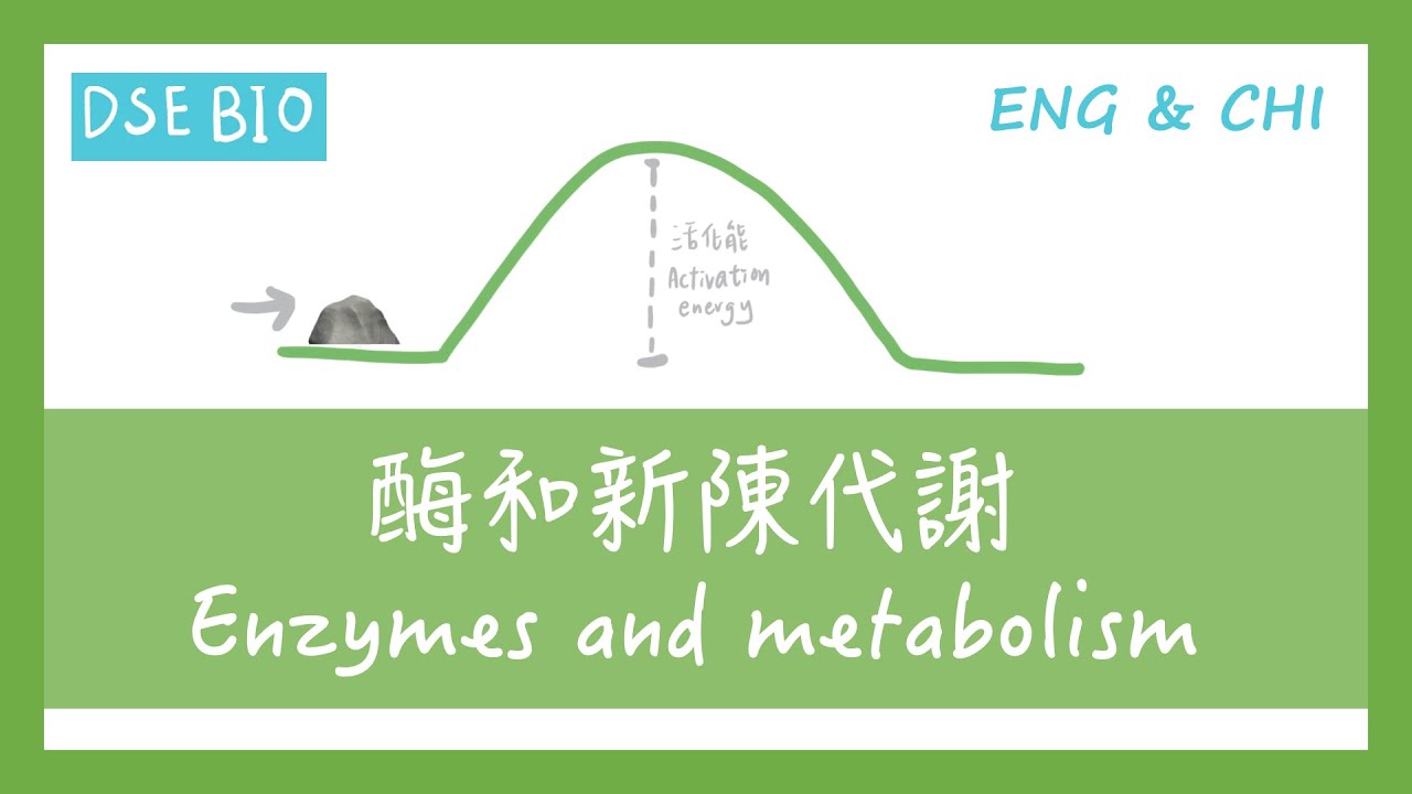 [DSE BIO - 課文重點] 18分鐘講完【酶和新陳代謝 Enzymes and metabolism】！