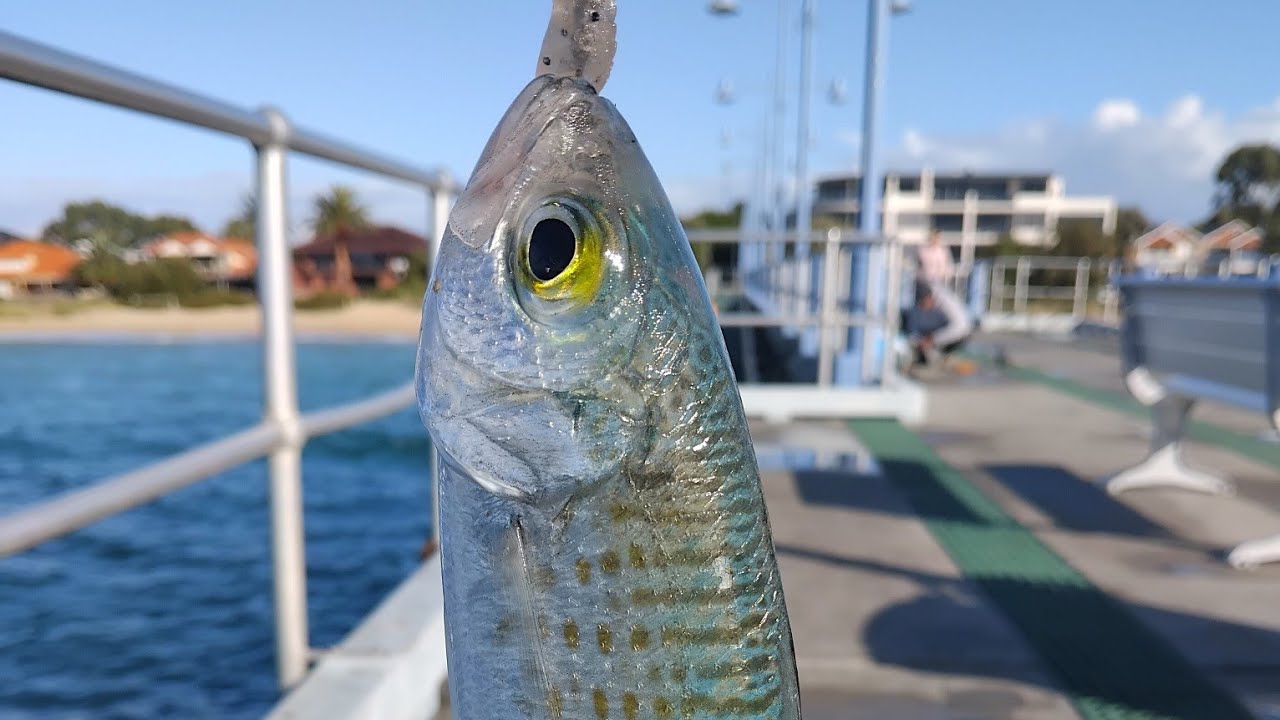 HOW TO CATCH HERRING, Catching Bait QUICK AND EASY ( STOP BUYING EXPENSIVE BAITS )