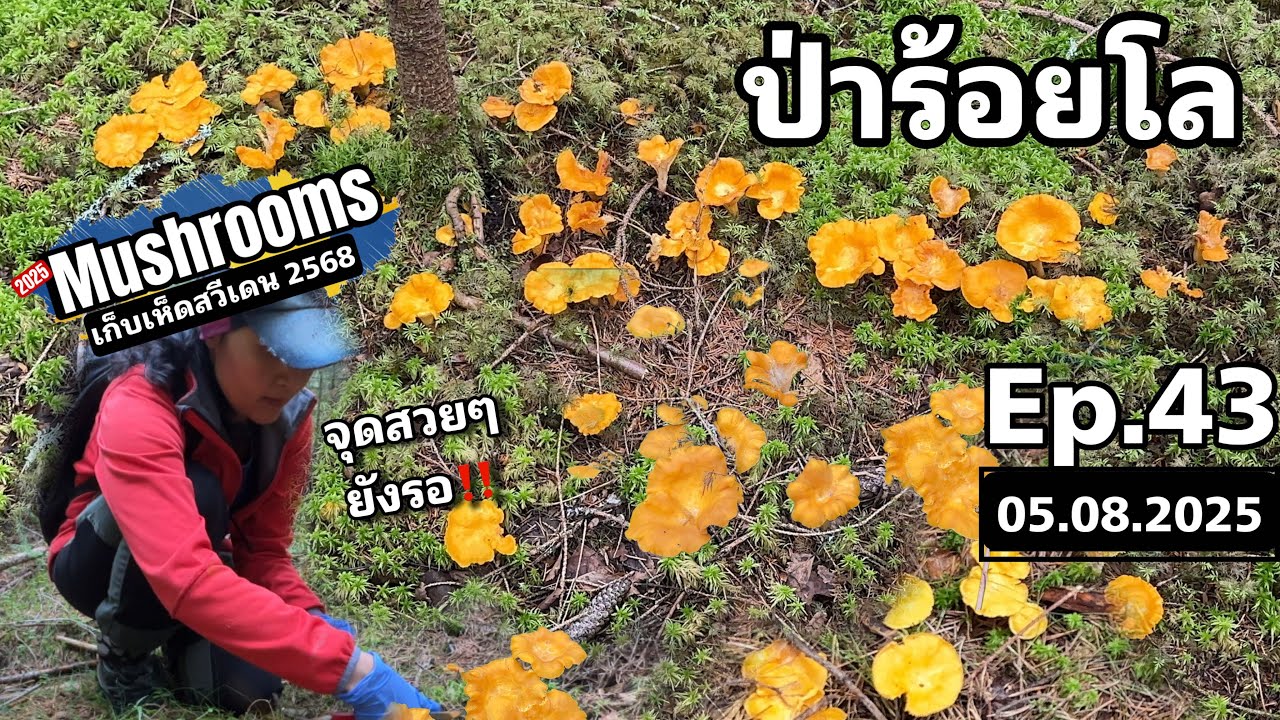 Ep43 (5 ส.ค.68) เก็บเห็ดมันปูสวีเดน 🇸🇪 ป่าร้อยโลในตำนาน จุดไฮไลต์กลางป่ายังรอเราจ้า สวย ฟิน อลังการ